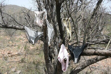 the-panty-tree